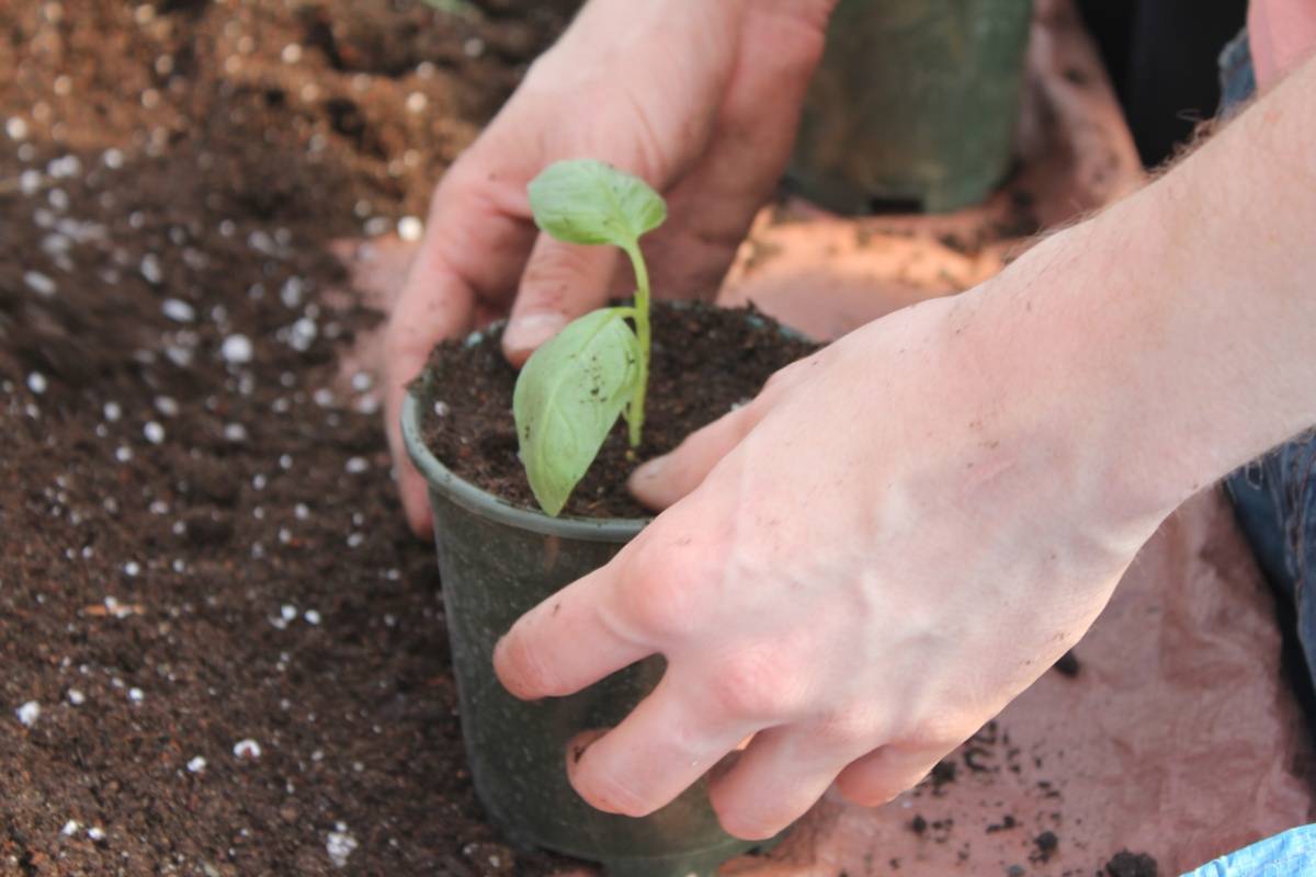 Как посадить семена базилика и что делать, чтобысобрать большой урожай
