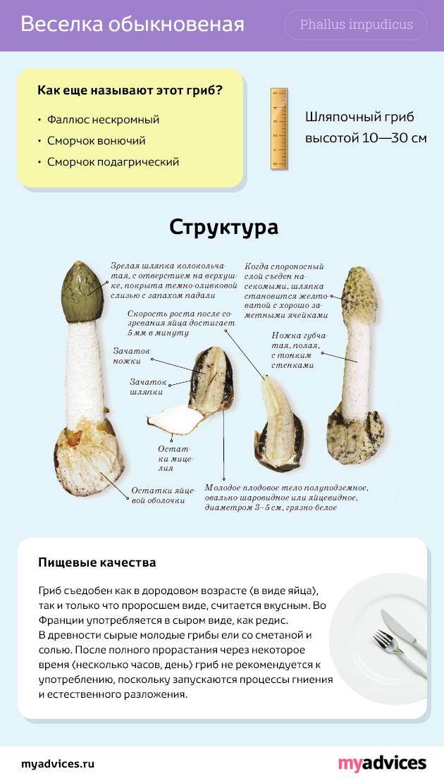 Гриб веселка фото и описание лечебные свойства где растет