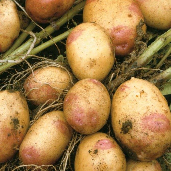 Картофель пикассо: описание с фото и отзывами позднего сорта для хранения, особенности выращивания, вкусовые качества, урожайность