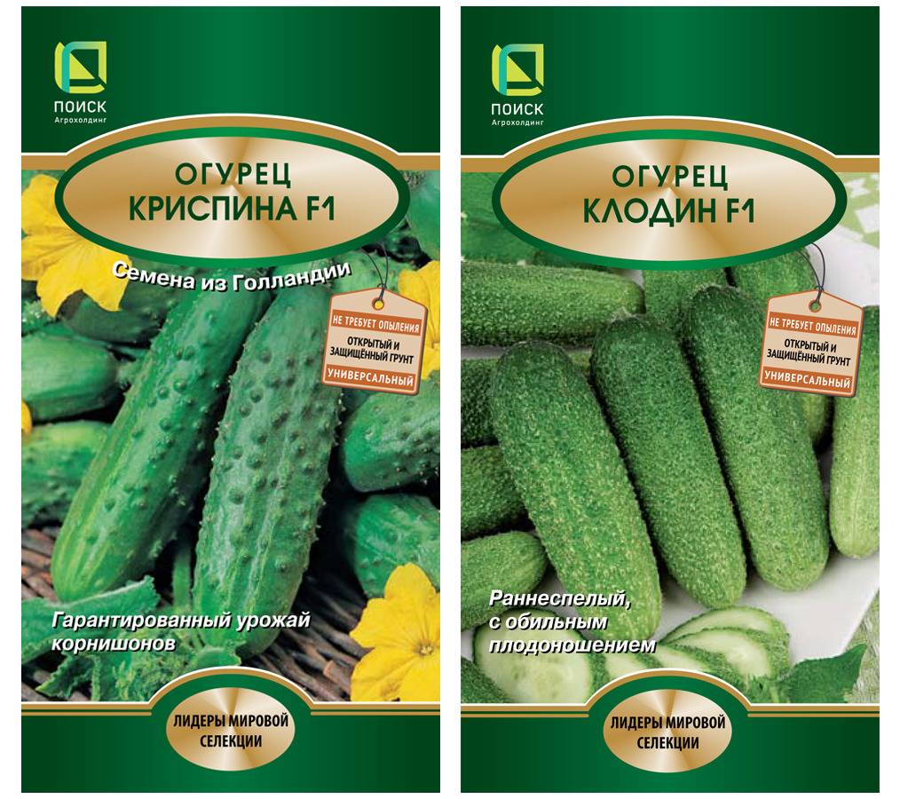 Огурец Аякс Семена Купить