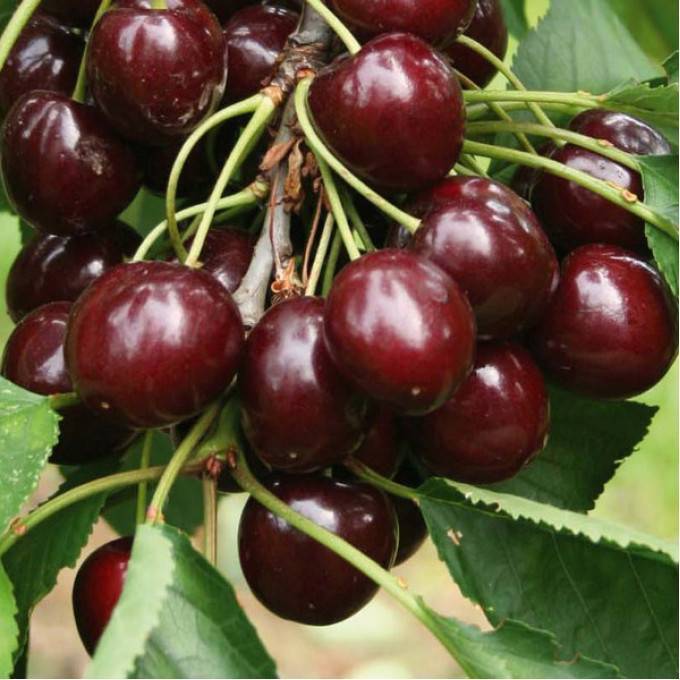 Неприхотливая тамарис: особенности выращивания компактной вишни с крупными сладкими плодами