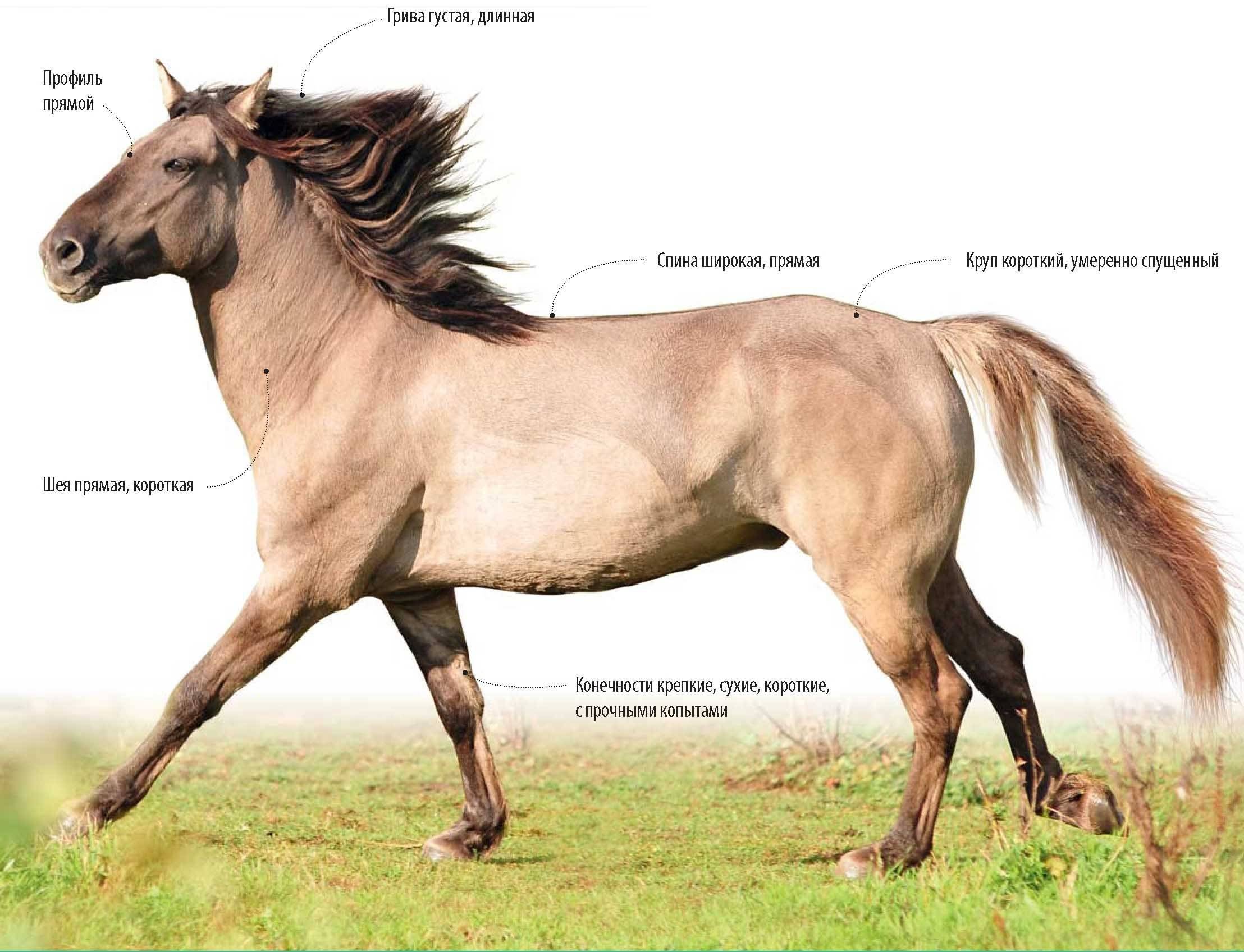 Башкирские лошади каурая