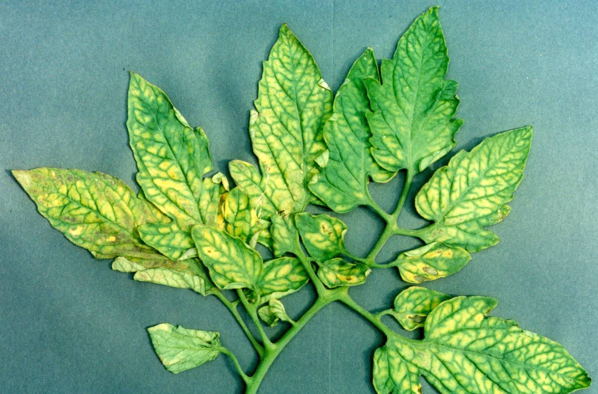 Хлороз яблони, лечение и примеры больных листьев на фото