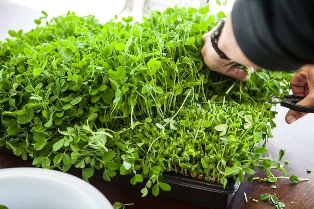 Кресс-салат — выращивание витаминной зелени круглый год - sadachanik