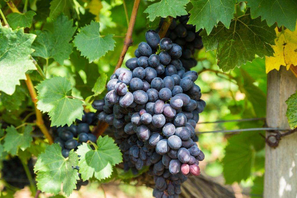 Виноград фуршетный: характеристика и описание сорта, посадка и уход