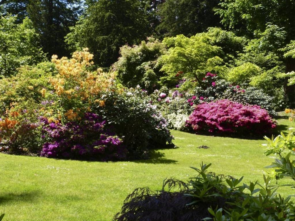 Рододендрон садовый в ландшафтном дизайне фото