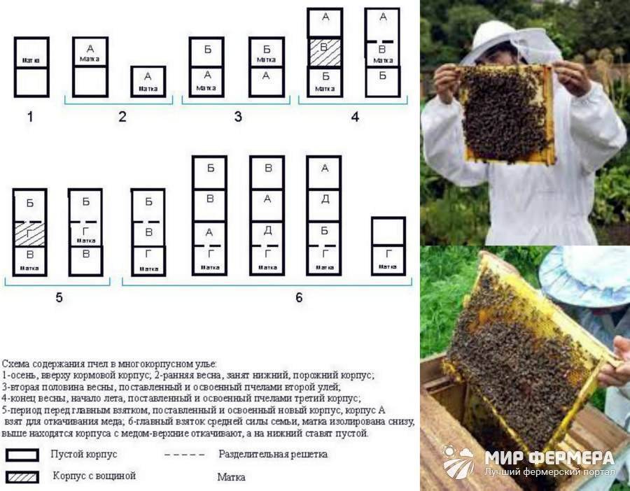 Как происходит роение пчел схематическая картинка