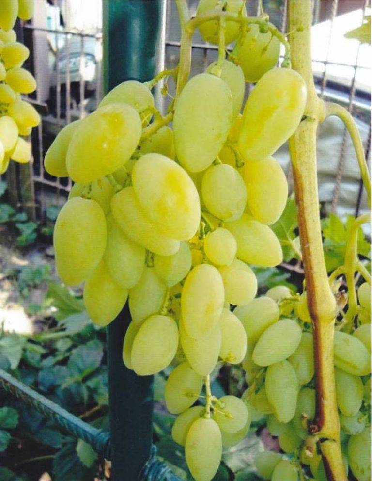 Виноград "тимур": описание сорта, фото, отзывы