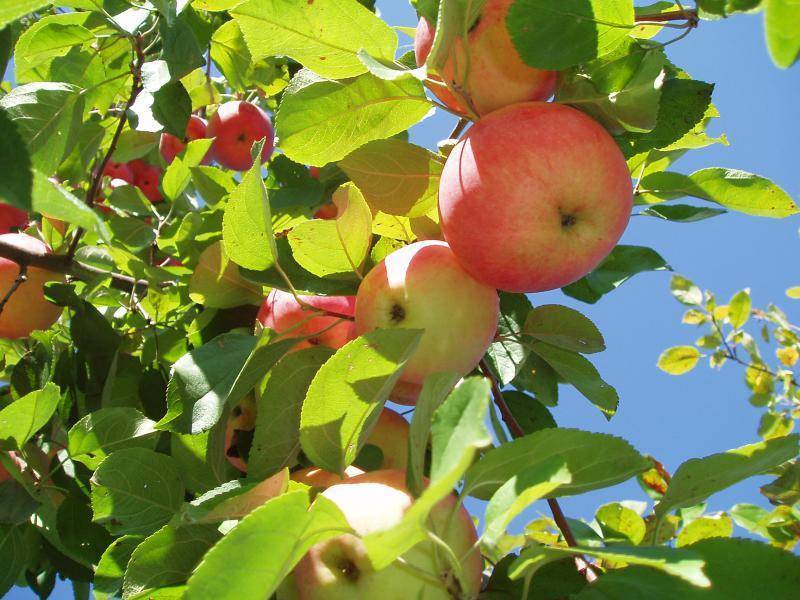 Слава победителям: посадка и уход за яблоней, обрезка и особенности сорта