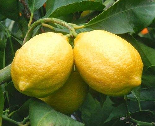 Лимон уход в домашних условиях выращивание из косточки рецепты