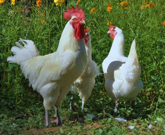 Бресс гальская порода кур – описание, фото и характеристика брессгальских кур
