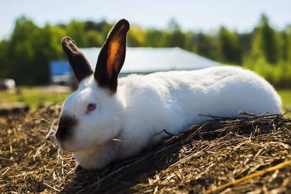 Кролики порода калифорния фото