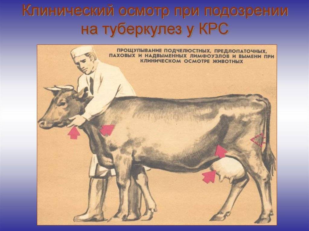Бруцеллез: почему нельзя покупать мясо и молоко с рук
