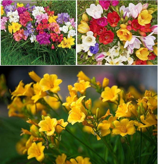Цветы фрезия: фото, посадка в грунт и выращивание в домашних условиях