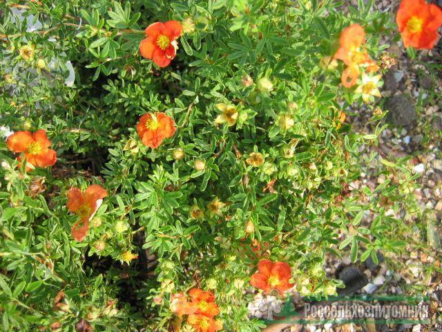 Лапчатка кустарниковая: нюансы выращивания
лапчатка кустарниковая: нюансы выращивания