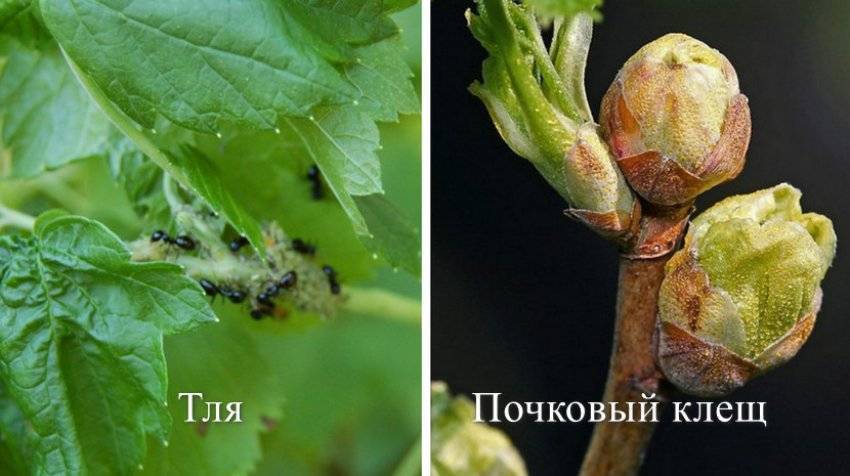 Как избавиться от почкового клеща на смородине?
