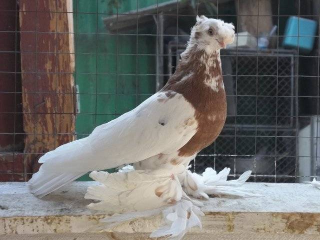 Узбекские голуби: стандарты пород и особенности содержания
