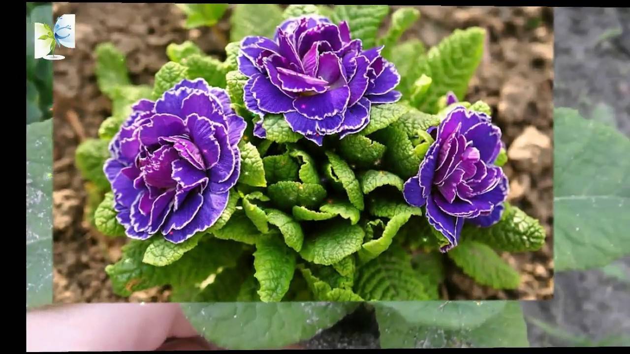 Примула из семян: выращивание (советы эксперта)