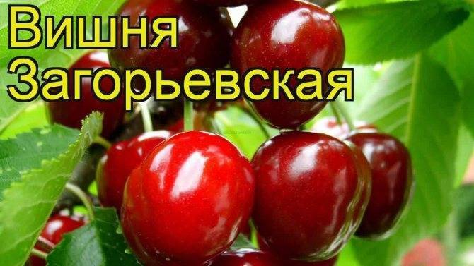 Вишня загорьевская: описание сорта, фото, отзывы