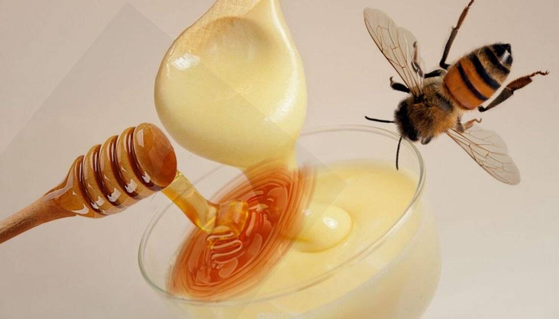Маточный мед: полезные свойства и противопоказания