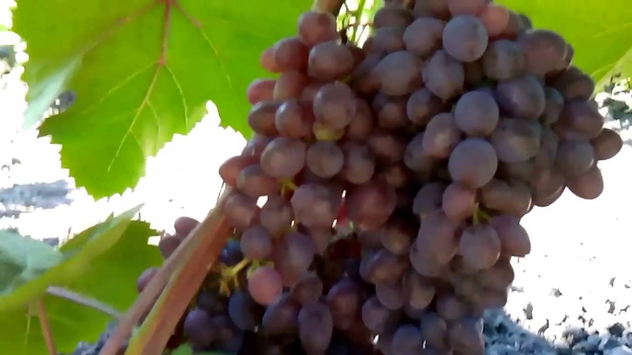 ᐉ кишмиш запорожский - виноград
