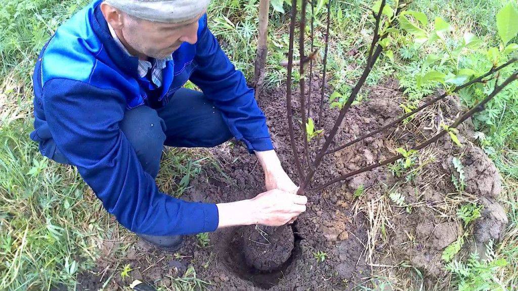 Посадка вишни весной: как посадить вишню саженцами, пошаговая инструкция для начинающих