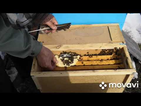 Изготовление 10 рамочного улья дадан и содержание пчел