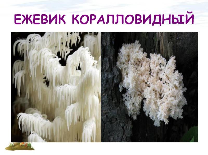 Ежевик коралловидный: 50 фото ? и описание, виды, названия, полезные свойства, как отличить