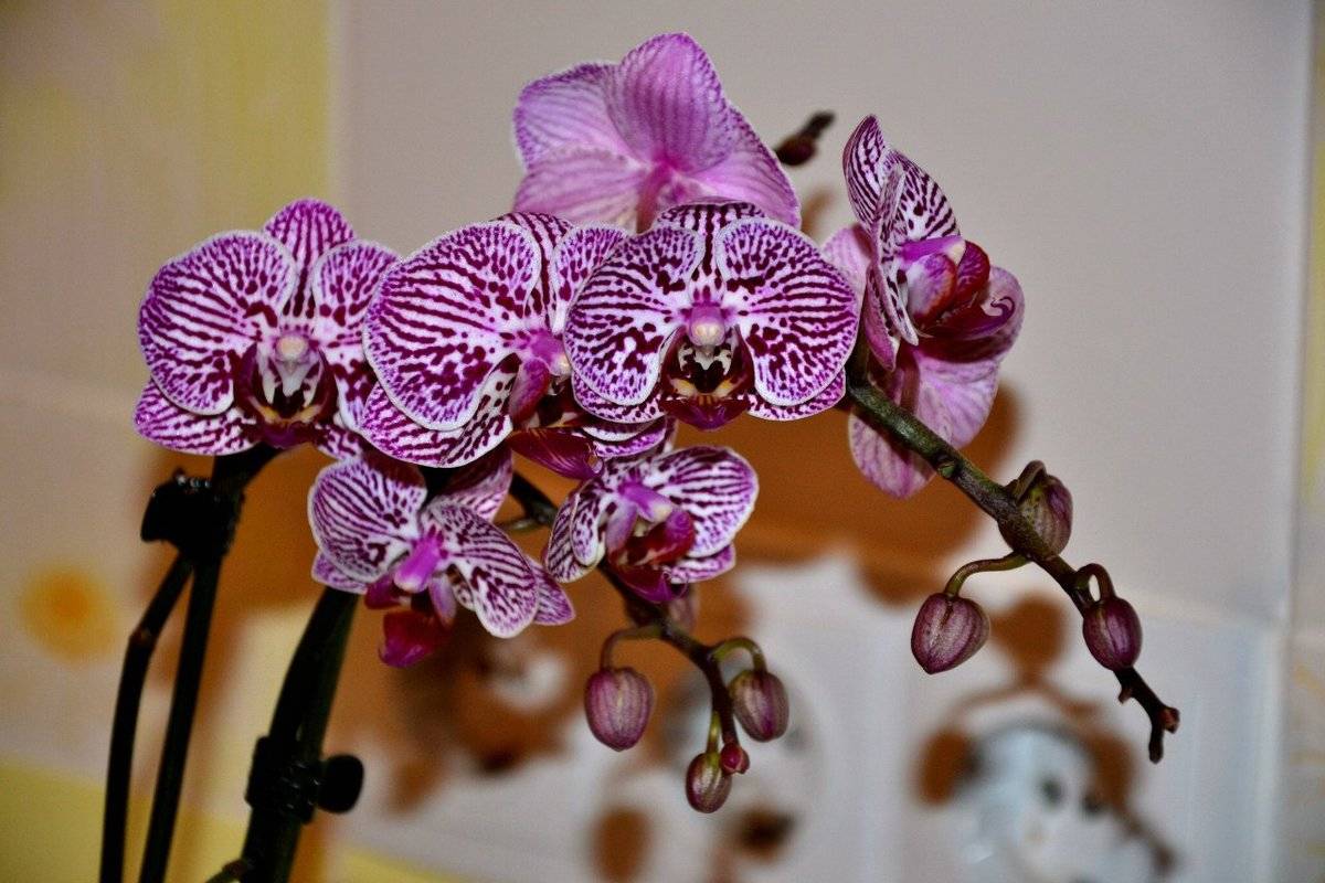 орхидеи мини сорта и фото фаленопсис