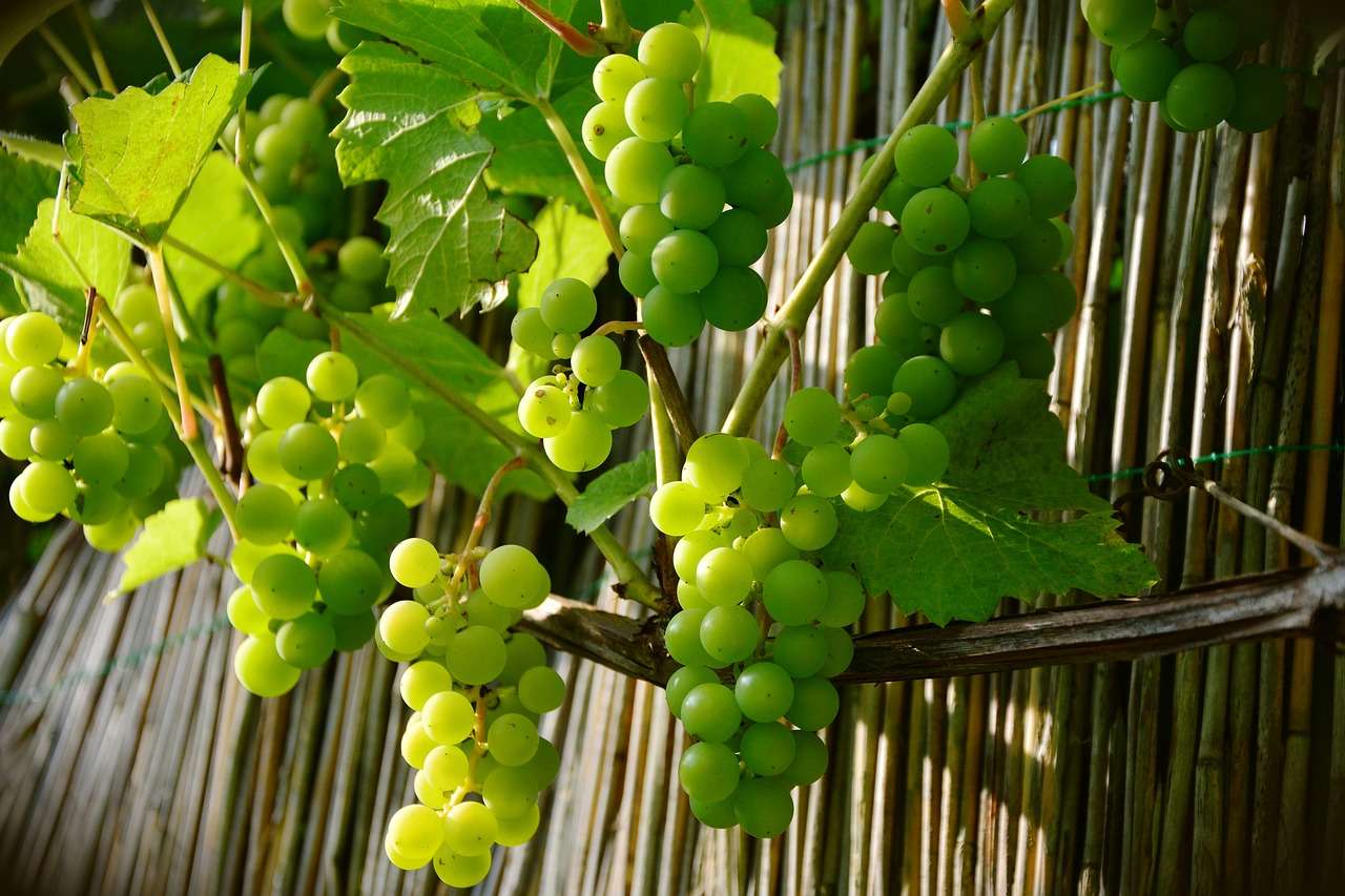 Зеленые сорта винограда с описанием и фото