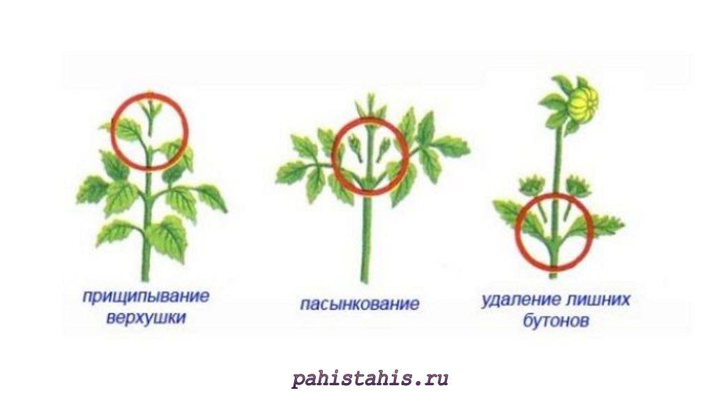 Пасынкование георгинов для пышного цветения схема