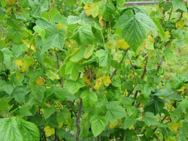 Почему желтеют листья у смородины летом: 10 причин, что делать, если сохнут и пожелтели в июле, желтые