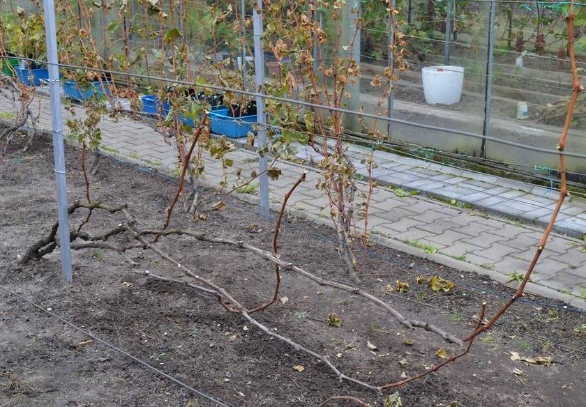 Главные секреты успешной зимовки винограда