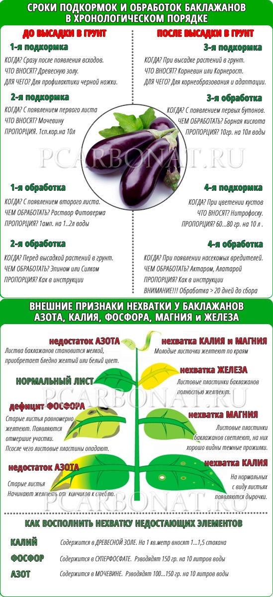 Подкормка баклажанов в открытом грунте. Схема подкормки рассады баклажан. Таблица подкормки баклажан в теплице. Таблица подкормки баклажанов. Схема удобрения рассады.