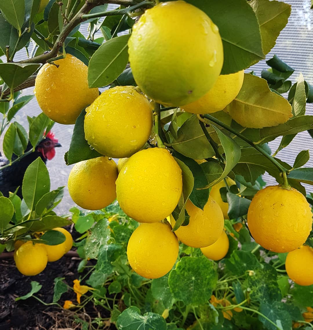 Лимон ташкентский: описание сорта, уход в домашних условиях