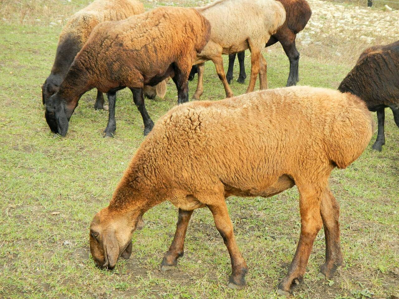 Гиссарская порода овец: описание породы и особенности содержания