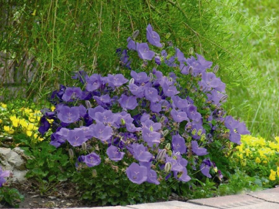 Колокольчик посадка в открытый грунт. Колокольчик Карпатский (Campanula Carpatica). Колокольчик Карпатский Гном. Колокольчик Карпатский Перл дип Блю. Колокольчик Карпатский цветение.