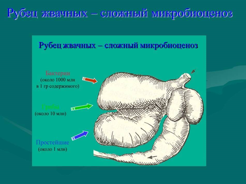 Вот такой рубец картинка