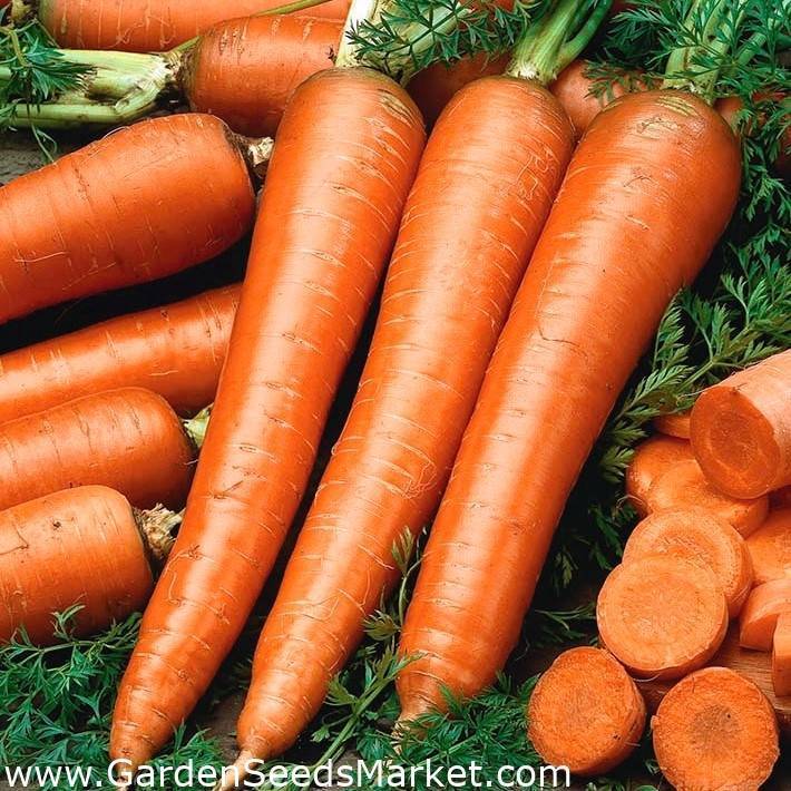 Лучшие сорта моркови на 2021 год: как выбрать, плюсы и минусы