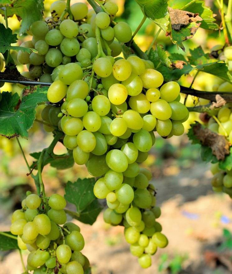 Виноград августин - описание сорта