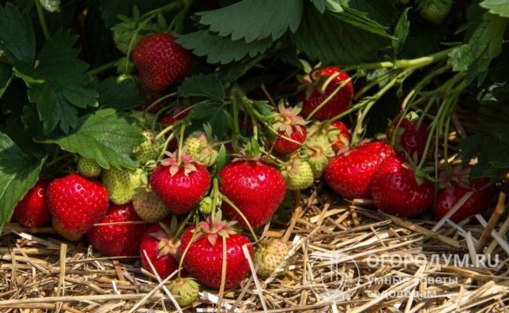 Сорт клубники «царица» — описание сорта и ухода для царского урожая