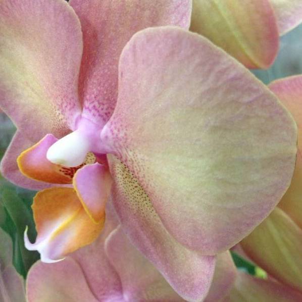 Орхидея фаленопсис: как ухаживать в домашних условиях?