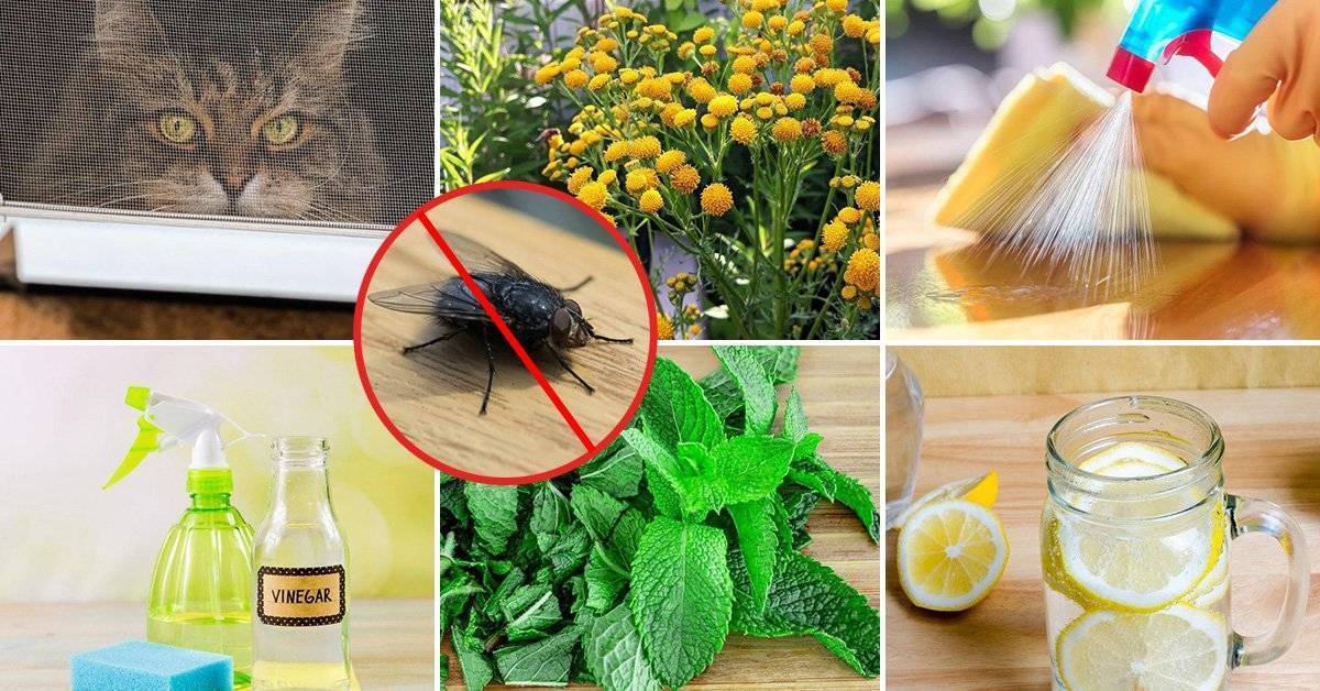 Ирисовая муха: методы борьбы с вредителем и профилактика его появления