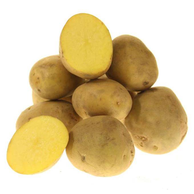 Сорт картофеля изюминка: характеристика клубней, технология выращивания