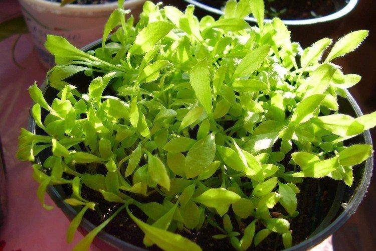 Гелихризум – описание, агротехника ывращивания из семян