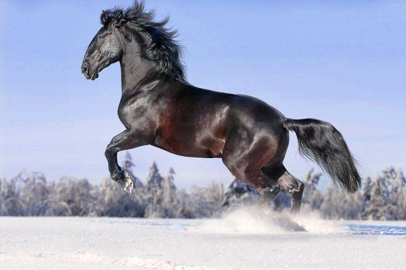 Самые дорогие породы лошадей в мире: топ-10