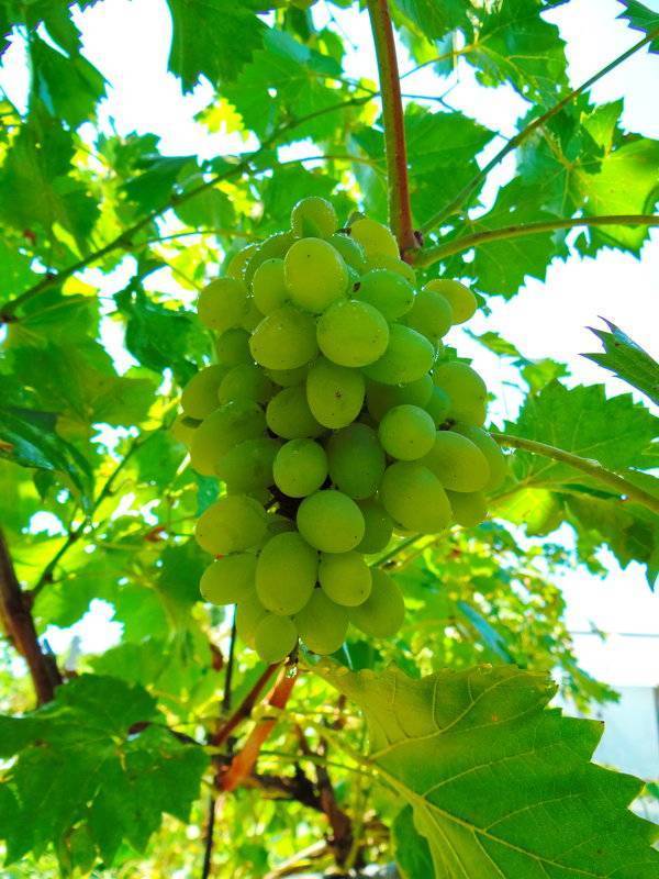Винные сорта винограда на кубани с фото и описанием