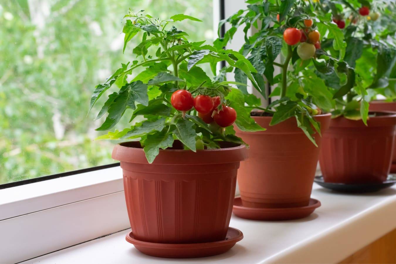 Выращивание помидоров черри на балконе и подоконнике