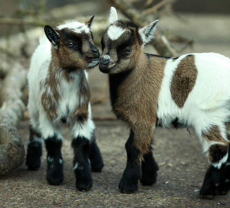Камерунские козы карликовой породы: характеристики, описание и фото