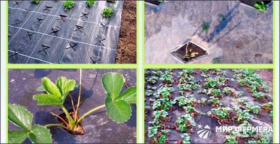 Как подготовить почву под клубнику в августе. подготовка земли для посадки клубники | дачная жизнь